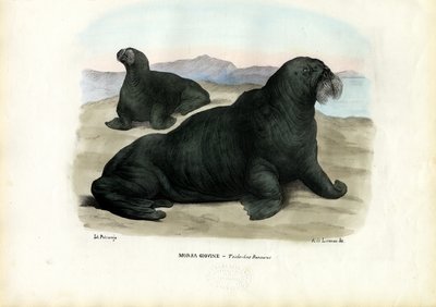 Walrus by Raimundo Petraroja